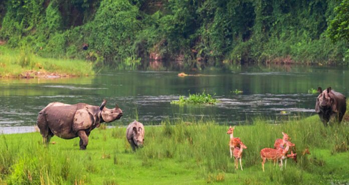 Simsar-Diwash2021-02-02-10-15-02