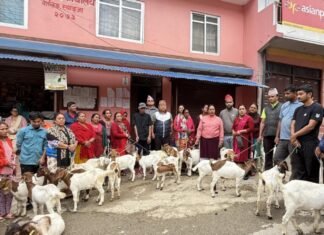 उत्पादनमा जोड्न महिलालाई बाख्राका पाठी र बोका वितरण