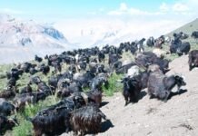 दशैंका लागि मुस्ताङबाट १२ हजारभन्दा बढी भेडाच्याङ्ग्रा निकासी हुने