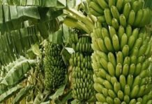 दाङमा सात सय ३० हेक्टरमा व्यावसायिक केराखेती