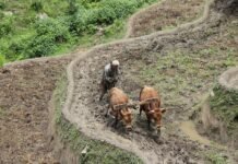 किसानको जोखिमपूर्ण संघर्ष