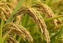 धानको समर्थन मूल्यकाे पर्खाइमा किसान