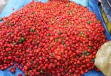 अकबरे खोर्सानीको बजार भाउ घटेपछि किसान चिन्तित