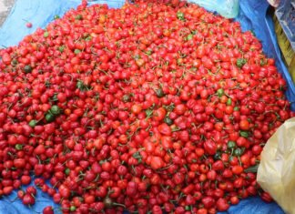 अकबरे खोर्सानीको बजार भाउ घटेपछि किसान चिन्तित