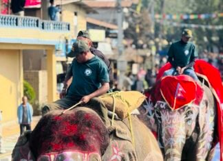 चितवन हात्ती महाेत्सव : आज सुन्दरी र हात्तीको उपचार