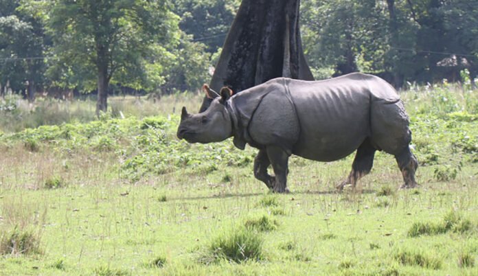 gainda rhino