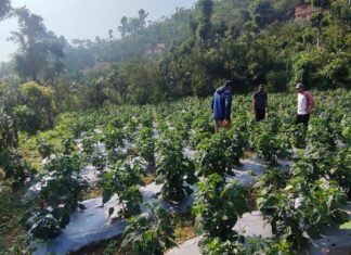 अकबरे खुर्सानी खेती विस्तारमा भिरकोट नगरपालिका, १ लाखभन्दा बढी बिरुवा वितरण