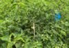 हलेसी तुवाचुङमा अकबरे खुर्सानीको उत्पादन बढ्यो, किसानको आम्दानीमा नयाँ आशा