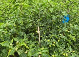 हलेसी तुवाचुङमा अकबरे खुर्सानीको उत्पादन बढ्यो, किसानको आम्दानीमा नयाँ आशा