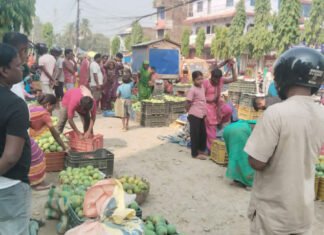 लहानमा मालदह आँपको मूल्य दोब्बर, किसानभन्दा व्यापारी बढी लाभान्वित