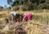 दशैं सँगै भक्तपुरका किसानलाई धान भित्र्याउन भ्याइनभ्याइ