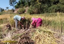 दशैं सँगै भक्तपुरका किसानलाई धान भित्र्याउन भ्याइनभ्याइ