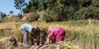 धान भित्र्याउने कामदार नपाउँदा भक्तपुरका किसान हैरान