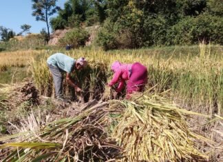 धान भित्र्याउने कामदार नपाउँदा भक्तपुरका किसान हैरान