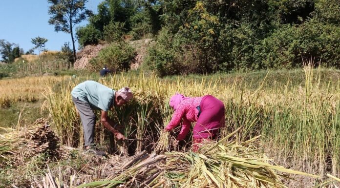 धान भित्र्याउने कामदार नपाउँदा भक्तपुरका किसान हैरान